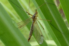 Nephrotoma cornicina