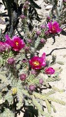 Cylindropuntia imbricata spinosior
