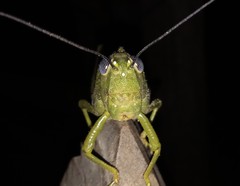 Orthoptera