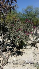 Cylindropuntia imbricata spinosior