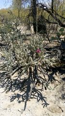 Cylindropuntia imbricata spinosior