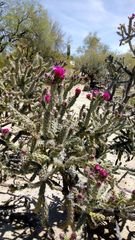 Cylindropuntia imbricata spinosior