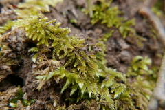 Plagiothecium curvifolium