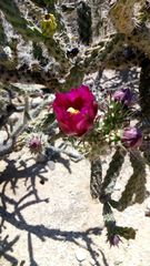 Cylindropuntia imbricata spinosior