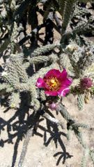 Cylindropuntia imbricata spinosior