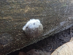 Reticularia splendens