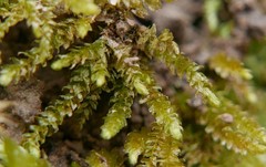 Plagiothecium curvifolium