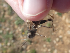 Oedipoda charpentieri