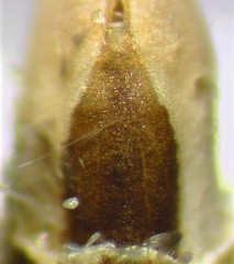 Eupithecia lariciata