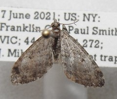Eupithecia lariciata