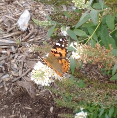 Vanessa cardui