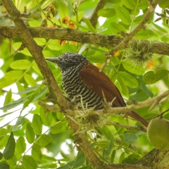 Thamnophilus palliatus