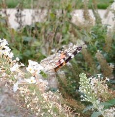 Vanessa cardui