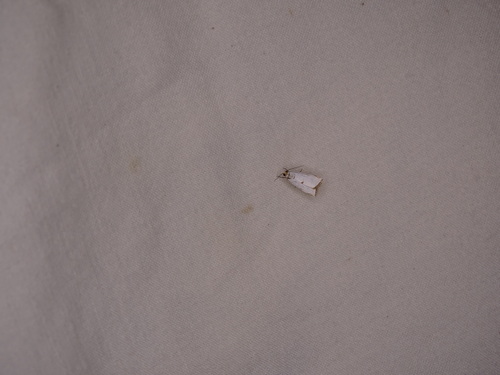 Argyria lacteella image