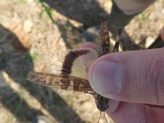 Oedipoda charpentieri