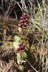 Satyrium bracteatum