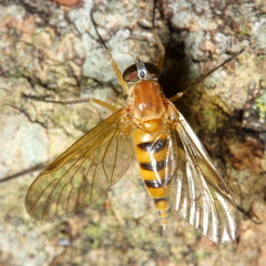 Rhagio hirtus