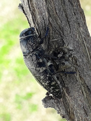 Lampetis dilaticollis