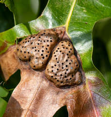 Callirhytis favosa