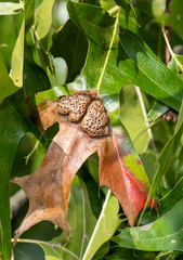 Callirhytis favosa