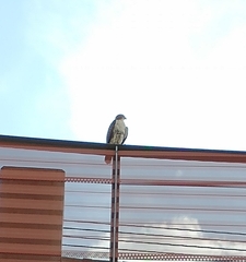 Buteo jamaicensis