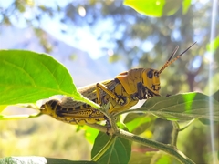 Taeniopoda tamaulipensis