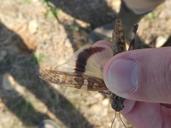 Oedipoda charpentieri