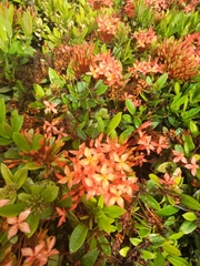Ixora coccinea