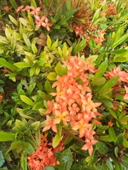 Ixora coccinea