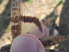 Oedipoda charpentieri