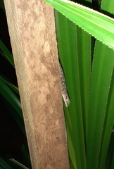 Hemidactylus muriceus