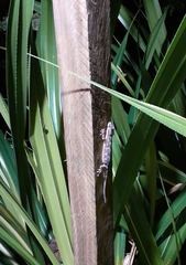 Hemidactylus muriceus