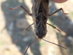 Oedipoda charpentieri