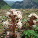 Alpine Butterbur - Photo (c) Peter, some rights reserved (CC BY-NC-SA)