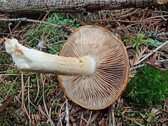 Gymnopilus voitkii