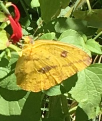 Phoebis agarithe fisheri