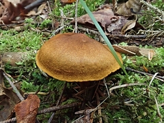Cortinarius malicorius