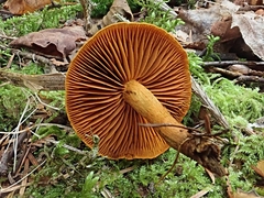Cortinarius malicorius