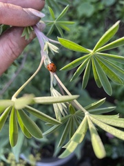 Coccinella septempunctata