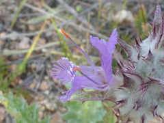 Salvia carduacea