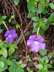 Achimenes longiflora