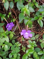Achimenes longiflora
