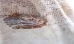 Glossosomatinae