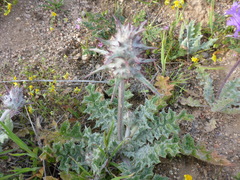 Salvia carduacea