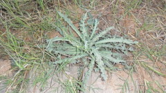 Reichardia tingitana