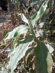 Persicaria lanigera
