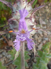 Salvia carduacea