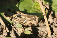 Dichroplus vittatus