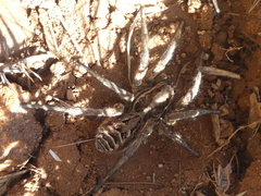 Lycosa tarantula