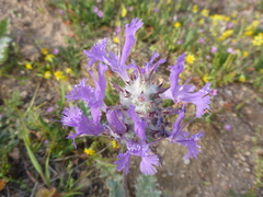 Salvia carduacea